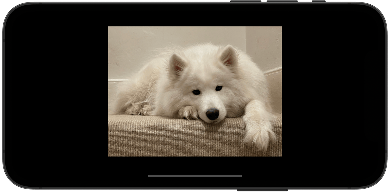 A phone showing an image of a white dog.