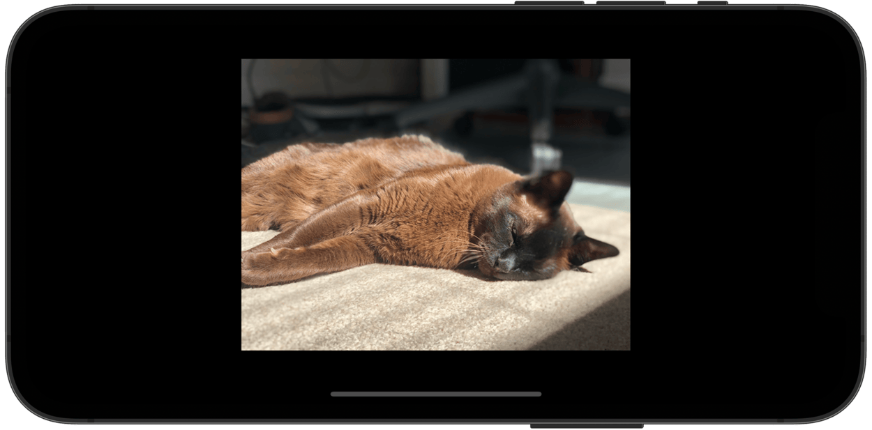 A phone showing an image of a brown cat.